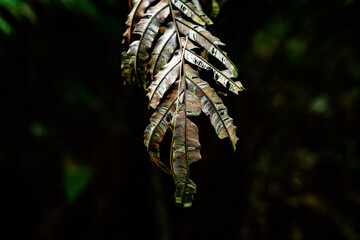 dry fern in tropical forest © sarah