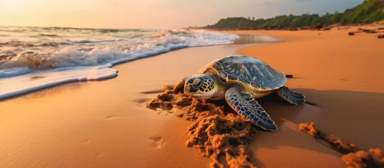 Foto op Canvas Sea turtle seen at Kosgoda Sea Turtle Conservation Project in Sri Lanka, perfect for turtle watching. © 2rogan