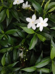 Obraz na płótnie Canvas Small flowers in Crepe Jasmine. Little white flowers. Gardenia crape flower are fragrant flowers sampaguita jasmine