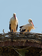 Weissstorch, Ciconia ciconia