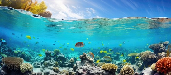 Underwater photography of shallow tropical sea with corals and fish. Coral reef, red fish, and snorkeling.