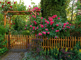 Rosenblüten im Morgenlicht