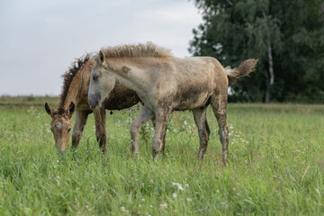 Naklejka na ściany i meble A beautiful Belarusian draft horse is grazing on a summer field.