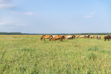 A beautiful Belarusian draft horse is grazing on a summer field.