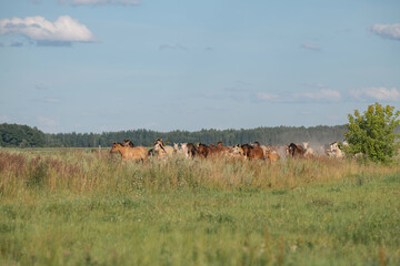 A beautiful Belarusian draft horse is grazing on a summer field.