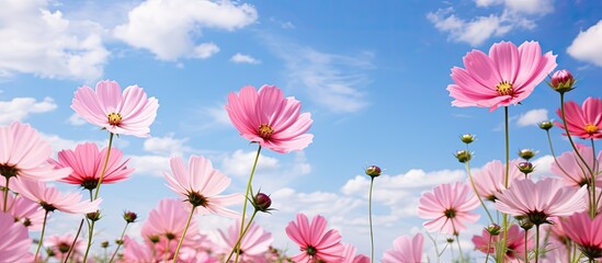 Beautiful close-up view of pink flowers on a field, with a sunny blue sky and clouds. - obrazy, fototapety, plakaty
