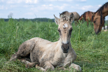 A beautiful Belarusian draft horse is grazing on a summer field.