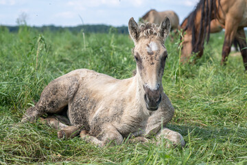 A beautiful Belarusian draft horse is grazing on a summer field.