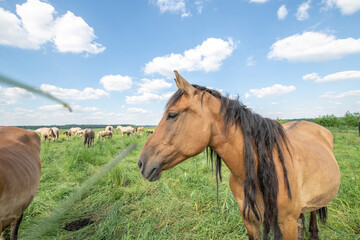 Fototapeta premium A beautiful Belarusian draft horse is grazing on a summer field.