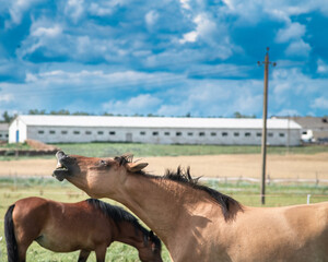 A beautiful Belarusian draft horse is grazing on a summer field.