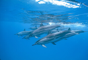 Obraz premium Wild Hawaiian Spinner Dolphins swimming in the Beautiful Clear Ocean water in Hawaii 