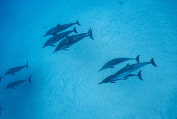 Wild Hawaiian Spinner Dolphins swimming in the Beautiful Clear Ocean water in Hawaii 