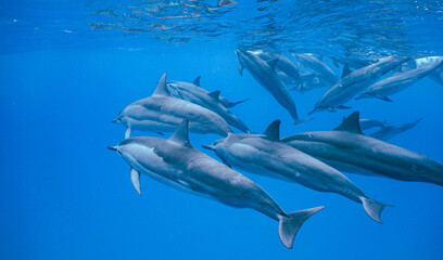 Wild Hawaiian Spinner Dolphins swimming in the Beautiful Clear Ocean water in Hawaii 