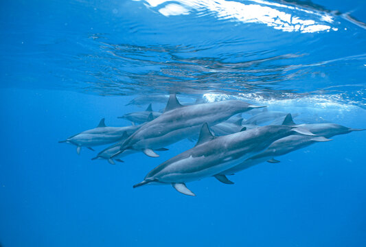 Wild Hawaiian Spinner Dolphins swimming in the Beautiful Clear Ocean water in Hawaii 