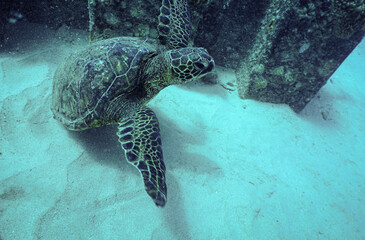 Snorkeling with Wild Hawaiian Green Sea Turtles in Hawaii 