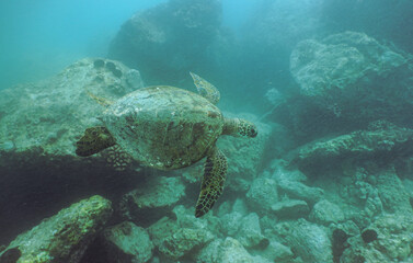 Fototapeta premium Snorkeling with Wild Hawaiian Green Sea Turtles in Hawaii 