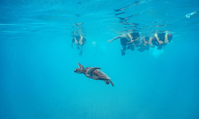 Obraz premium Snorkeling with Wild Hawaiian Green Sea Turtles in Hawaii 