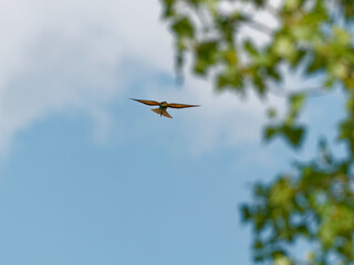 Europäischer Bienenfresser, Bienenfresser, Merops apiaster