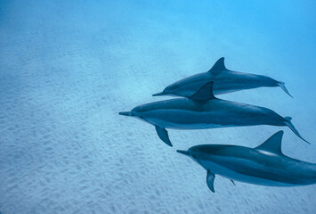 Wild Hawaiian Spinner Dolphins swimming in the Beautiful Clear Ocean water in Hawaii 