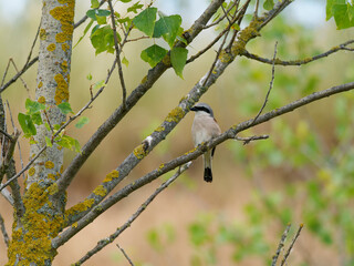 Neuntöter, Lanius collurio