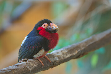 Bearded Barbet - African Barbet sitting on a branch. Barbets are near passerine birds with a worldwide tropical distribution, although New World and Old World barbets are placed in different families.
