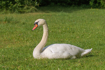 A bright beautiful white swan is located on a green meadow. Romantic portrait of a swan. Close-up. Sunny day.
