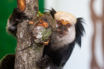 Cute marmoset monkey portrait close-up