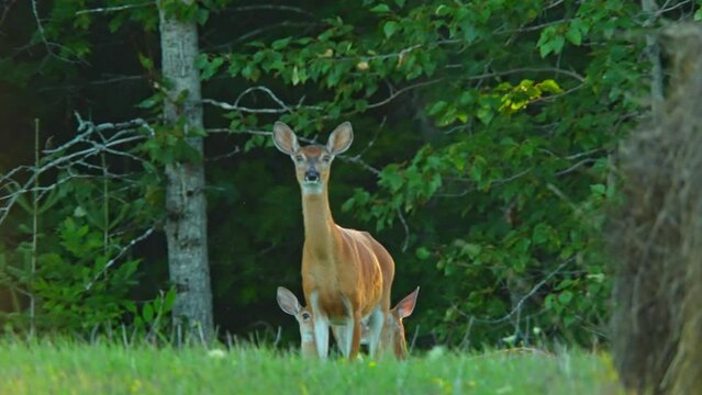 Deer stomping and snorting in the meadow. Northern Canadian province wilderness. Stomping and snorting warns of danger, alerting others in the herd with the sounds of hooves and nose.