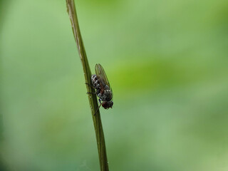 fly, insect, macro, nature, leaf, bug, animal, closeup, wing, close-up, pest, housefly, eye,...