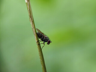 fly, insect, macro, nature, leaf, bug, animal, closeup, wing, close-up, pest, housefly, eye, detail, wildlife, hairy, small, close, isolated, wings, black, close up, garden, eyes