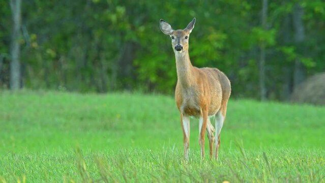 Deer stomping and snorting in the meadow. Northern Canadian province wilderness. Stomping and snorting warns of danger, alerting others in the herd with the sounds of hooves and nose.
