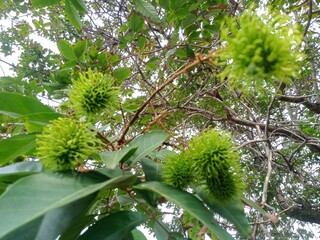 Rambutan fruit that is still green and not yet ripe