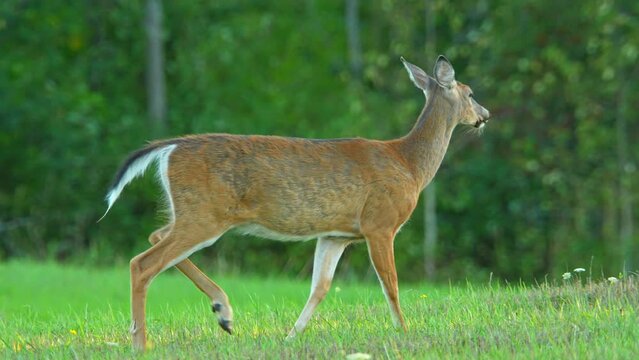 Female deer, or doe, is running in a meadow as the evening sun sets during summer. Slow motion, white-tailed female deer run in the natural setting of Manitoulin Island. Canadian countryside.