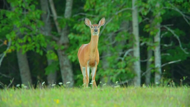 Deer stomping and snorting in the meadow. Northern Canadian province wilderness. Its communicates with herd a perceived threat, often pointing towards potential danger. Deer's defensive system.