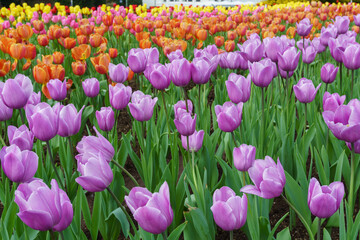 チューリップの花 長崎県 tulip flowers