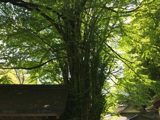 森