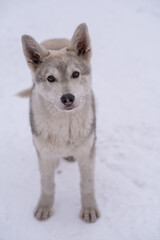 Stray beautiful dog in the snow on a cold winter day. Stray dog with sad eyes. Stray animals, social problems, safety, 