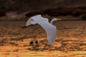 Great egret flying over lake during sunset