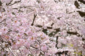 Japanese cherry Blossom (Sakura tree) spring season or hanabi season in japan, outdoor pastel color background
