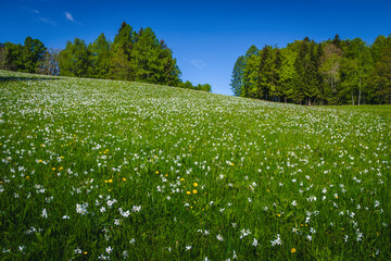 Blooming white daffodil flowers on the green glade in Slovenia