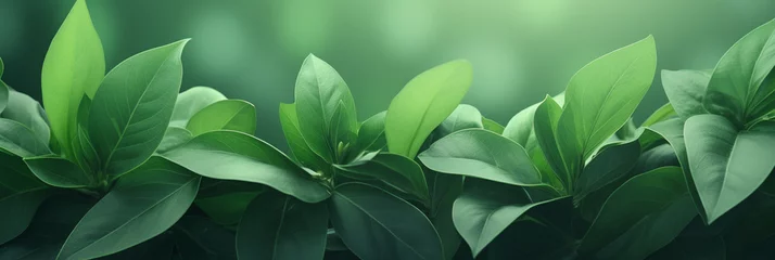 Papier Peint photo Photographie macro みずみずしい緑の葉のクローズアップイメージ