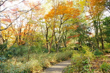 Fototapeta premium Image of Autumn, Red and Orange Maple Leaf - 秋のもみじ 美しい紅葉の庭園