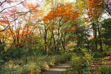 Naklejka na ściany i meble Image of Autumn, Red and Orange Maple Leaf - 秋のもみじ 美しい紅葉の庭園