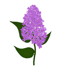 Lilac branch purple. Spring blossom