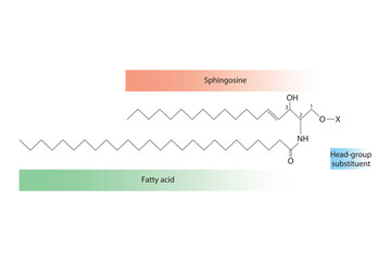 Diagram showing schematic molecular structure of Sphingolipid - including fatty acid, head group, glycerol and substituent  Scientific vector illustration.