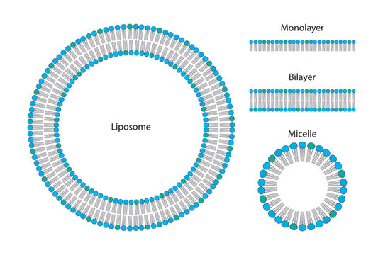 Diagram showing phospholipid structures - Liposome, micelle, monolayer and bilayer - non polar tails and polar heads. Green scientific vector illustration.