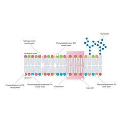 Diagrams showing schematic structure of cytoplasmatic membrane, including phospholipids (PE, PC, PS, sphingomyelin) glycolipids, cholesterol, lipid raft. Colorful scientific vector illustration.