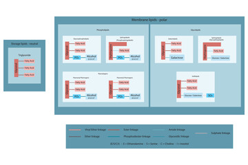 Diagram showing classification of lipids - storage lipids, membrane lipids - phospholipids, glycolipids, triglyceride and more, including chemical linkages Blue and red scientific vector illustration.