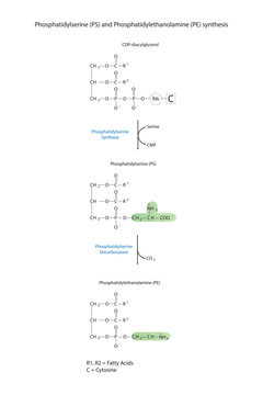 Schematic molcular diagram of Phosphatidylserine and Phosphatidylethanolamine synthesis from CDP Diacylglyerol via PS synthase and PS decarboxylase  Scientific vector illustration.