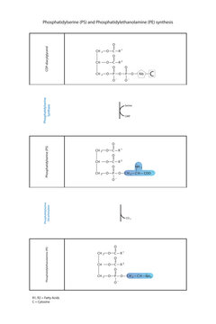 Schematic molcular diagram of Phosphatidylserine and Phosphatidylethanolamine synthesis from CDP Diacylglyerol via PS synthase and PS decarboxylase  Scientific vector illustration.